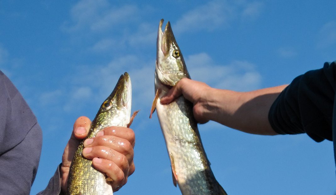 Fiskbranschens Riksförbund