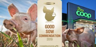 coop:good sow commendation