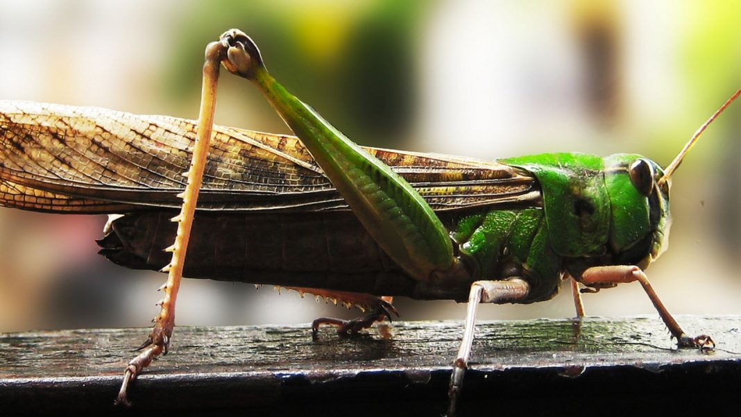 insekter som mat nu tillåtet i Sverige - Butiksnytt