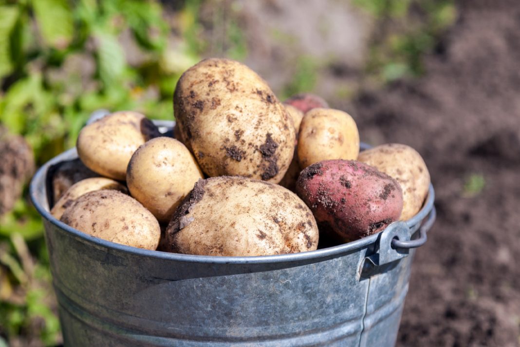 Potatis svenskt KRAV märkning