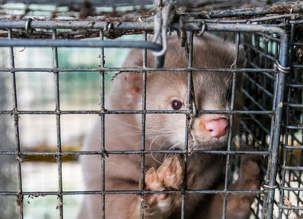Djurens Rätt vill se ett stopp för hållning av minkar i bur. Foto: Shutterstock/Rokas Tenys