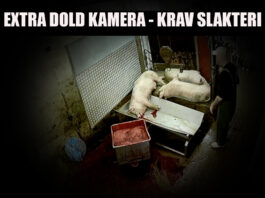 Dold kamera krav slakteri