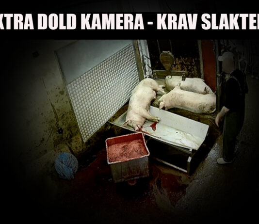 Dold kamera krav slakteri