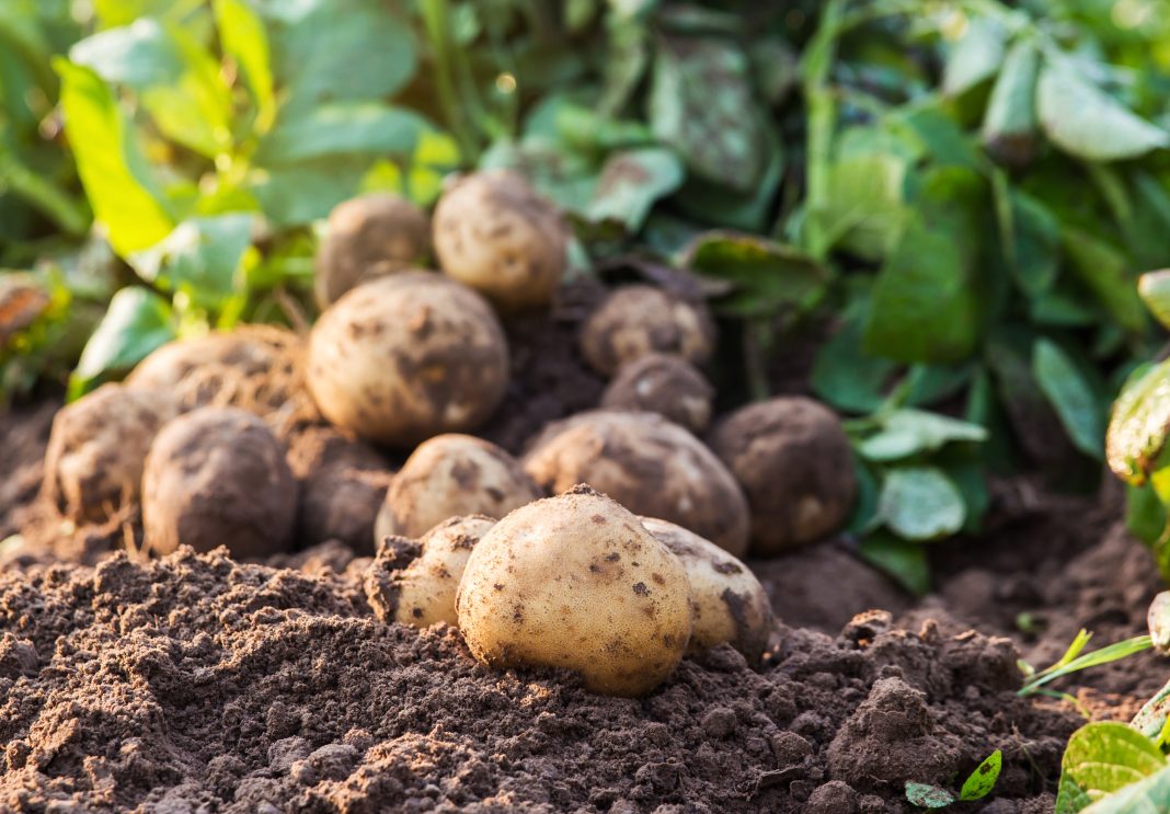 fresh organic potatoes in the field