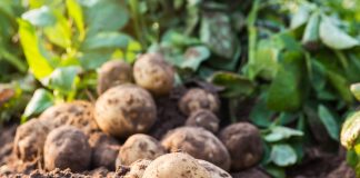 fresh organic potatoes in the field